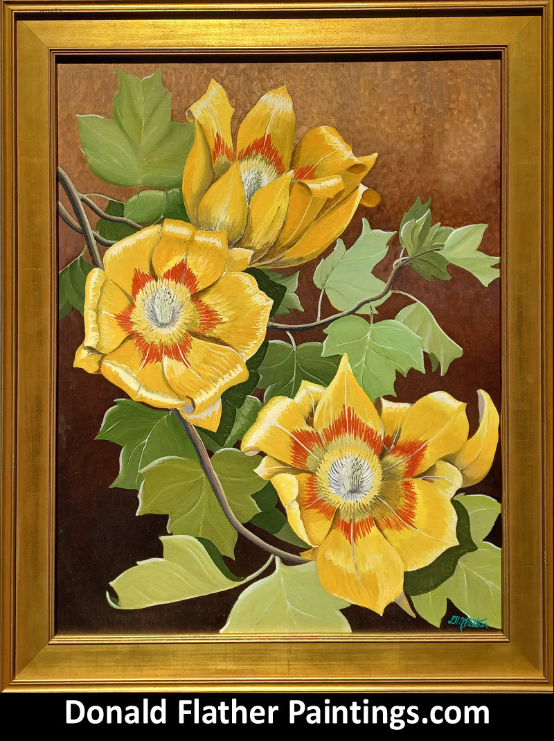 Framed view of Dr. DM (Donald McIntosh) Flather original Canadian oil floral painting titled PFL52 Liriodendron Tulipifera and dated 1974-75